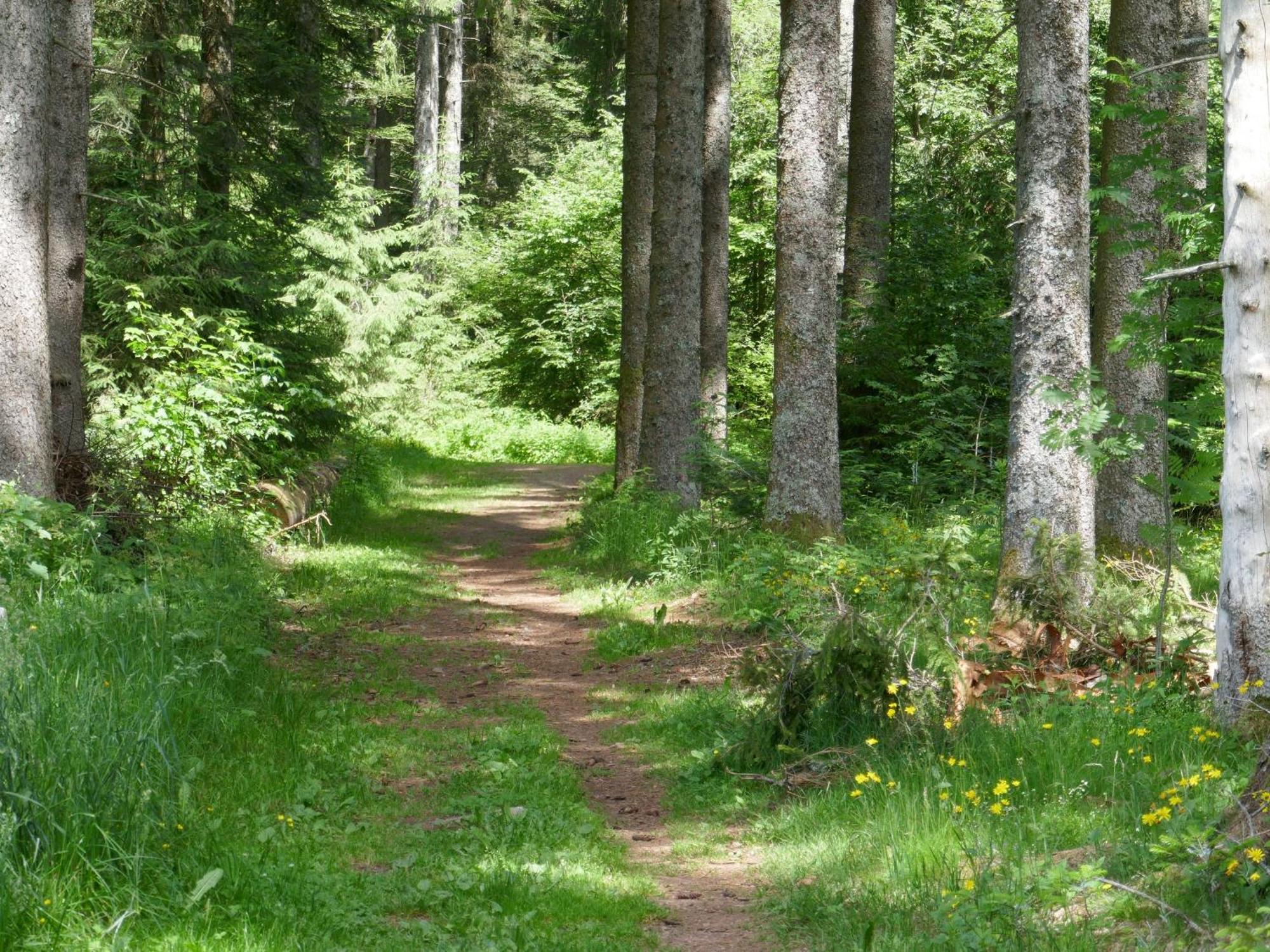 Fewo Furtwangen * Furtwangen